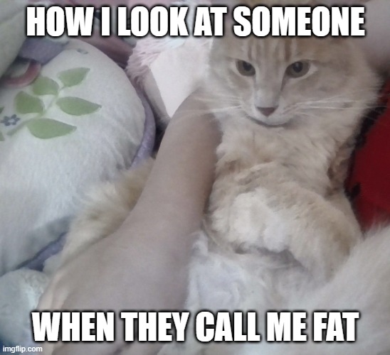 My cat leon | How i look at someone; When they call me fat | image tagged in my irl cat 3 | made w/ Imgflip meme maker