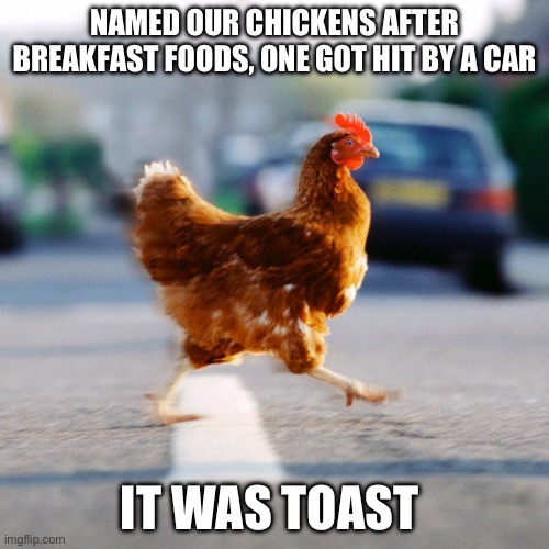 Toast the chicken | Named our chickens after breakfast foods, one got hit by a car; It was toast | image tagged in chicken crossing the road,farmer,memes,gifs,lol so funny | made w/ Imgflip meme maker