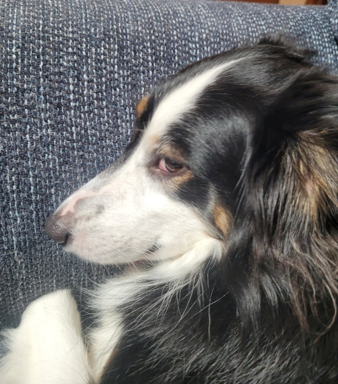 Side eye dog Blank Meme Template