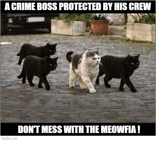 The Top Cat | A crime boss protected by his crew; Don't mess with the Meowfia ! | image tagged in cats,top cat | made w/ Imgflip meme maker