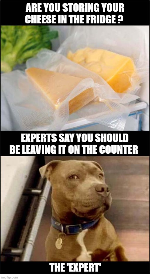 Cheese ! | Are you storing your cheese in the fridge ? experts say you should be leaving it on the counter; the 'expert' | image tagged in dogs,cheese | made w/ Imgflip meme maker