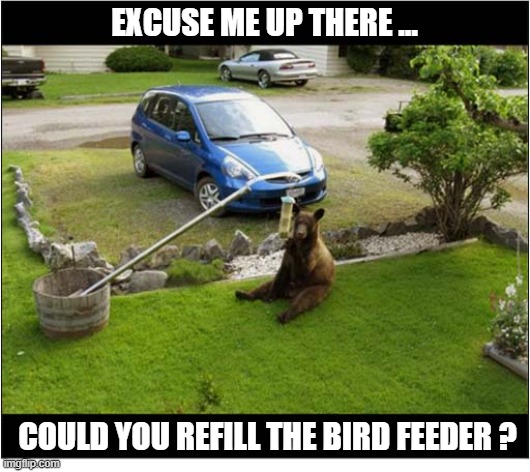 A Disappointed Bear | Excuse Me up there ... could you refill the bird feeder ? | image tagged in bear,bird feeder,disappointed | made w/ Imgflip meme maker