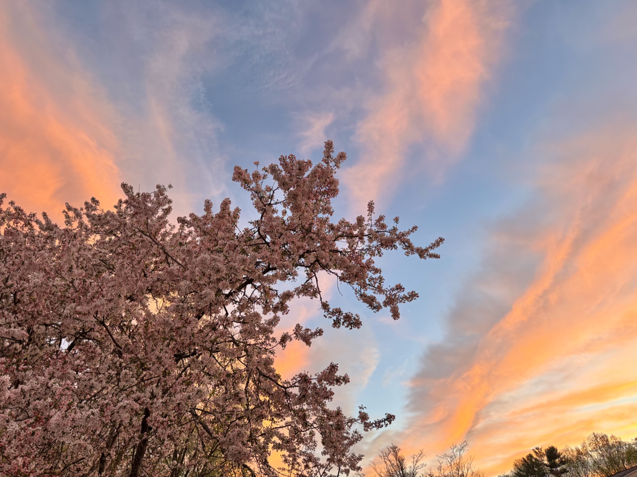 Cherry tree with sunset Blank Meme Template