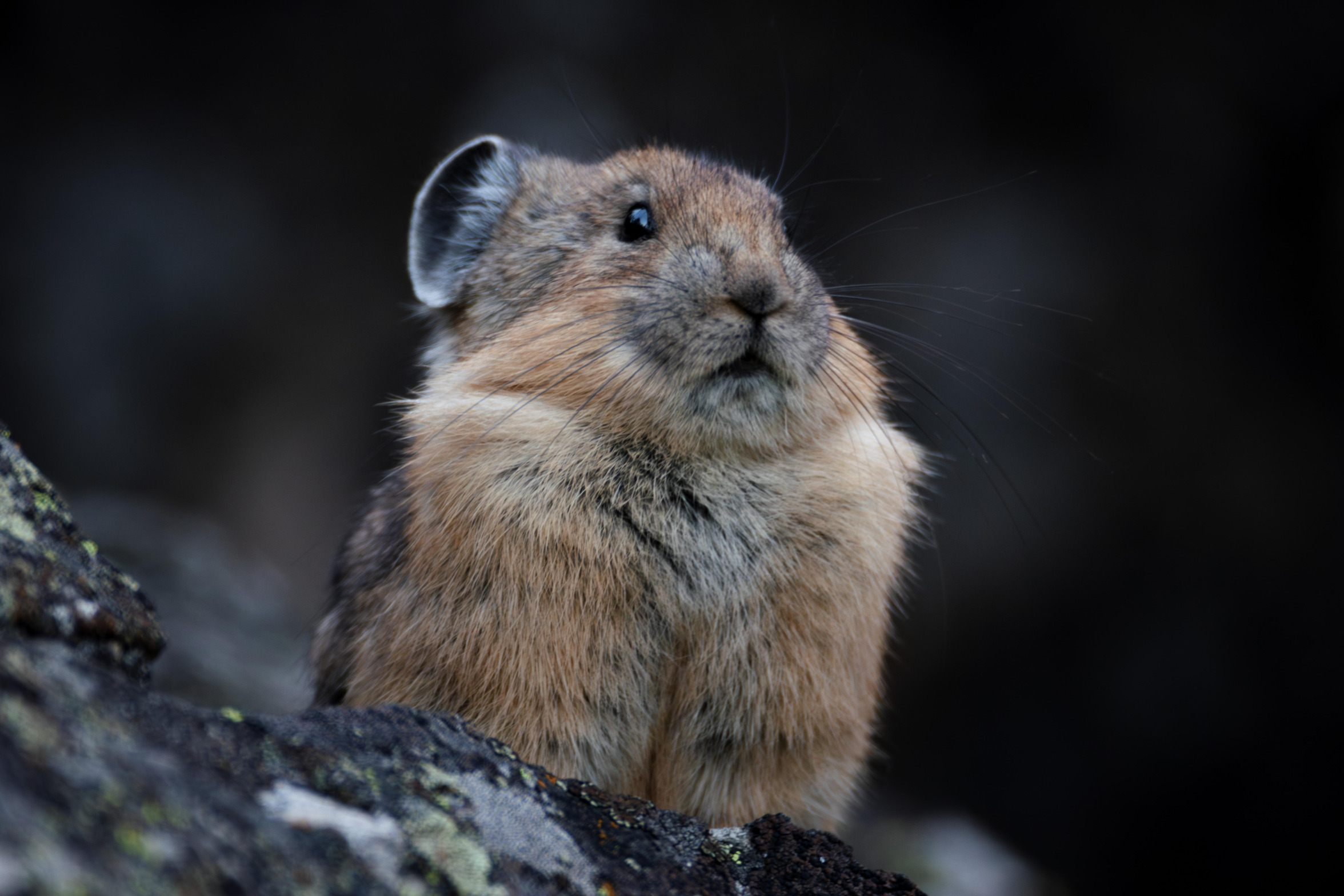 Suspicious Pika Blank Meme Template