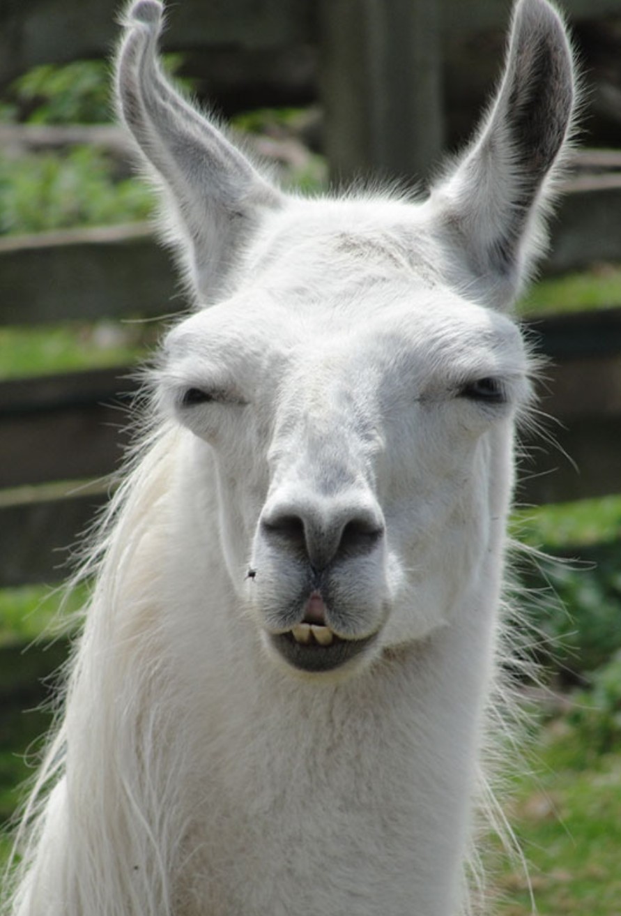 Drama llama Blank Meme Template