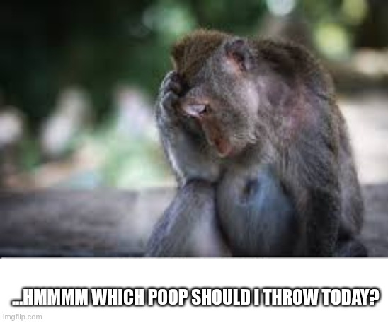 fecal frustrations | ...hmmmm which poop should I throw today? | image tagged in monkey scratches head,monkey,poop,deep thoughts | made w/ Imgflip meme maker