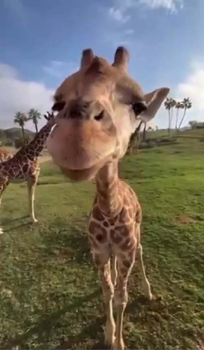 Giraffe Blank Meme Template