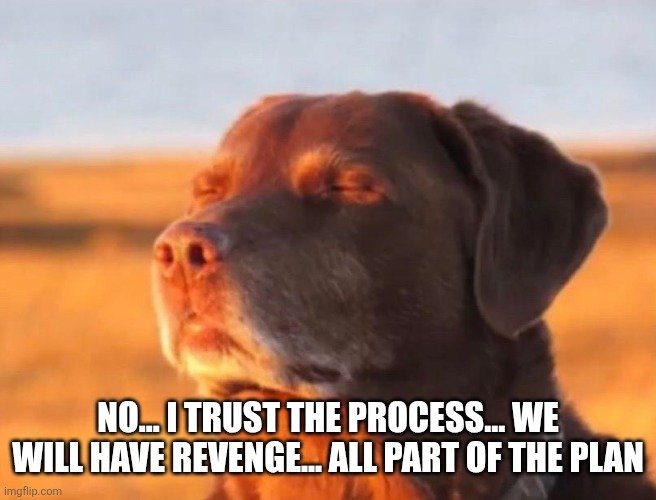 Dog accepting fate | No... I trust the process... We will have revenge... All part of the plan | image tagged in dog accepting fate | made w/ Imgflip meme maker