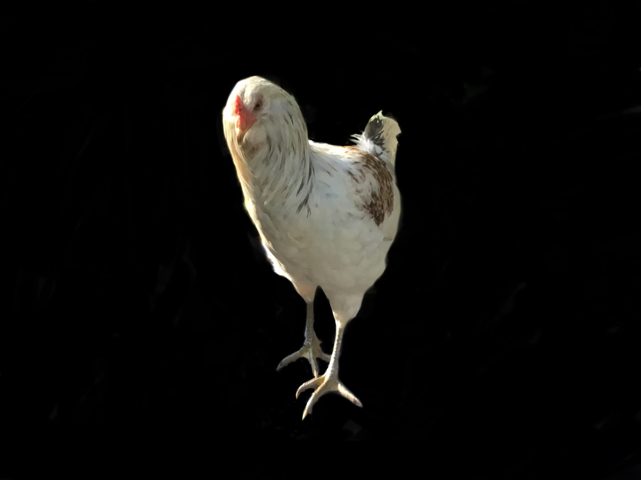 The real Toast the chicken Blank Meme Template