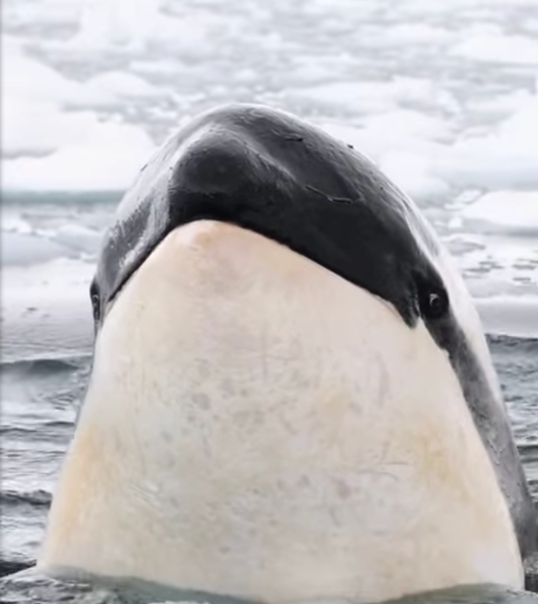 Killer eyes Blank Meme Template