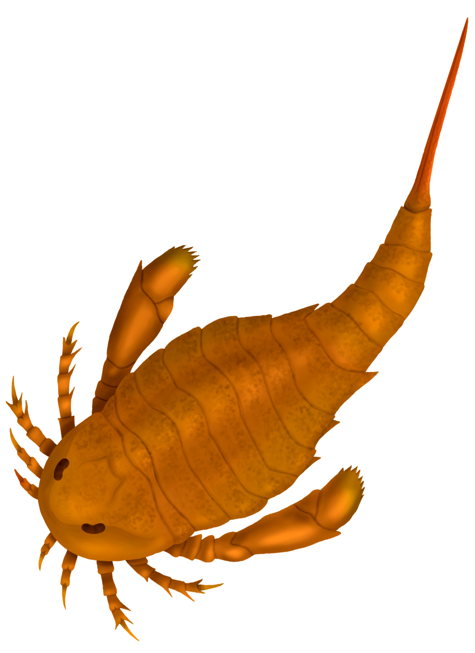 Adelophthalmus Blank Meme Template