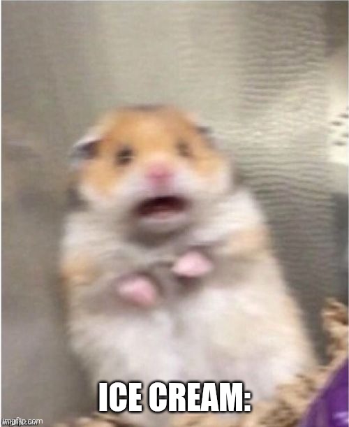 Scared Hamster | ice cream: | image tagged in scared hamster | made w/ Imgflip meme maker