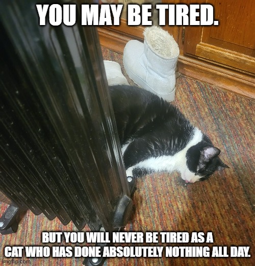 you may be tired. but you will never be tired as a cat who has done absolutely nothing all day. | image tagged in memes,funny,cats,tired,blep,lazy cat | made w/ Imgflip meme maker