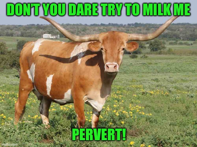 Longhorn cattle | Don’t you dare try to milk me Pervert! | image tagged in longhorn cattle | made w/ Imgflip meme maker