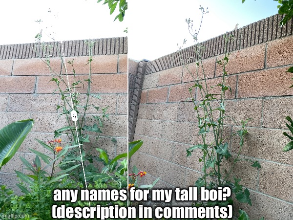 what should we call him | any names for my tall boi?
(description in comments) | image tagged in memes,gardening | made w/ Imgflip meme maker