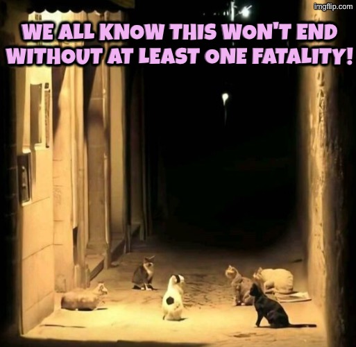 At Least One Fatality | We all know this won't end without at least one fatality! | image tagged in cats,funny cats,fatality,fighting,what's going on,night | made w/ Imgflip meme maker