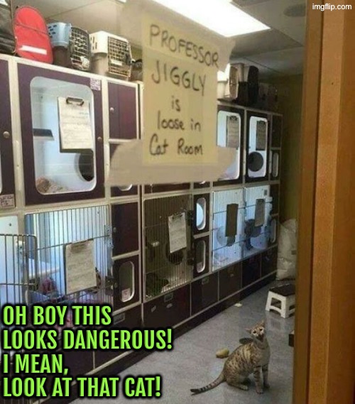 Professor Jiggly Looks Nuts | Oh boy this looks dangerous! I mean, look at that cat! | image tagged in cats,funny cats,nutcase,crazy cat,run away,funny memes | made w/ Imgflip meme maker