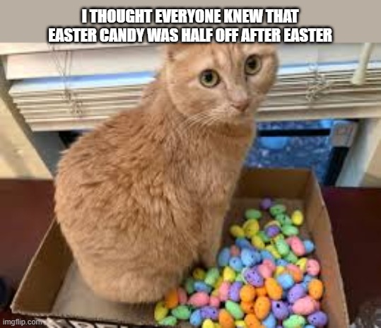 Cat thought everyone knew that Easter candy was half off after Easter. | I thought everyone knew that easter candy was half off after easter | image tagged in cat,kittens,funny,humor,easter,candy | made w/ Imgflip meme maker