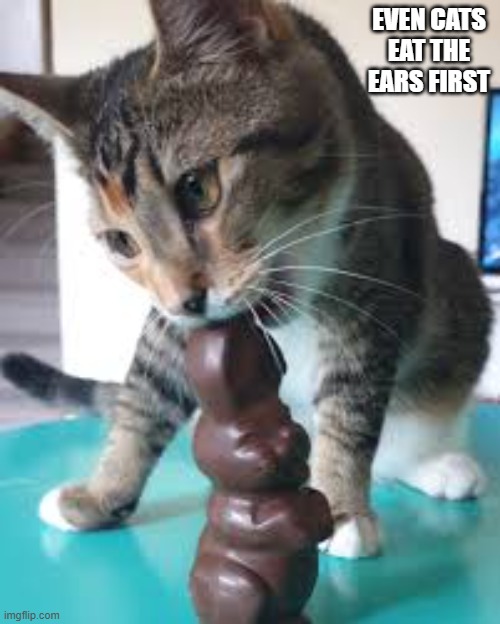 Even cats eat the ears first on chocolate Easter bunnies. | even cats eat the ears first | image tagged in cat,kittens,humor,funny,happy easter,candy | made w/ Imgflip meme maker
