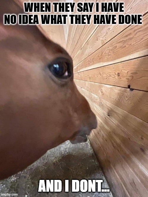 hmm | When they say i have no idea what they have done; and i dont... | image tagged in side eye horse | made w/ Imgflip meme maker