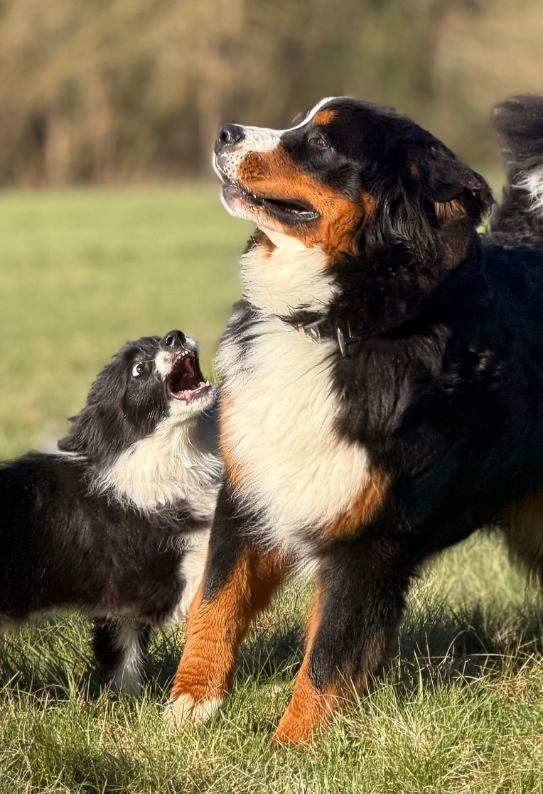 Complain Blank Meme Template