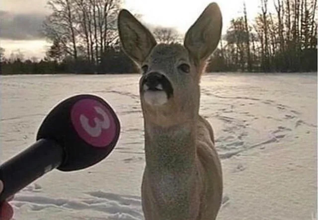 Bambi Interview Blank Meme Template