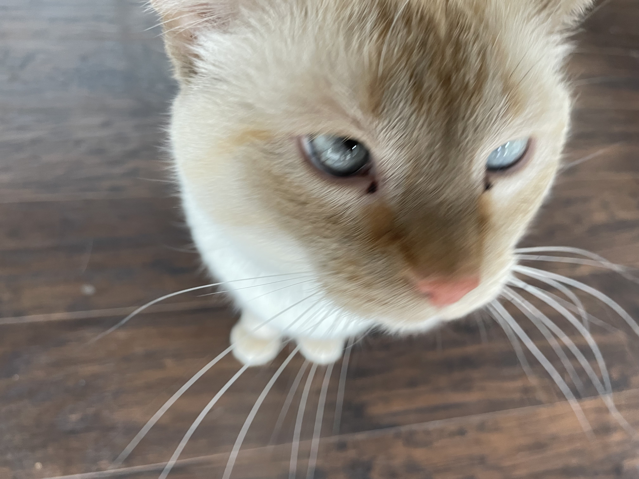 Cheze's Cat Blank Meme Template