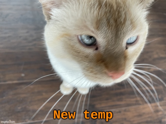 may or may not be inspired by a certain other cat temp | New temp | image tagged in cheze's cat | made w/ Imgflip meme maker