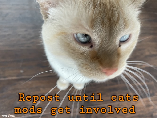 Cheze's Cat | Repost until cats mods get involved | image tagged in cheze's cat | made w/ Imgflip meme maker