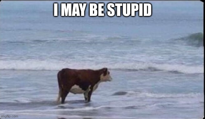 sometimes | I may be stupid | image tagged in cow at beach,cow,meme,funny | made w/ Imgflip meme maker