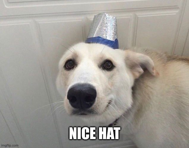 Dog Nice Hat | Nice hat | image tagged in dog nice hat | made w/ Imgflip meme maker