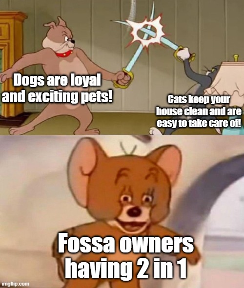 Just look up (fossa) | Dogs are loyal and exciting pets! Cats keep your house clean and are easy to take care of! Fossa owners having 2 in 1 | image tagged in tom and jerry swordfight,fossa,cats,dogs,pets | made w/ Imgflip meme maker