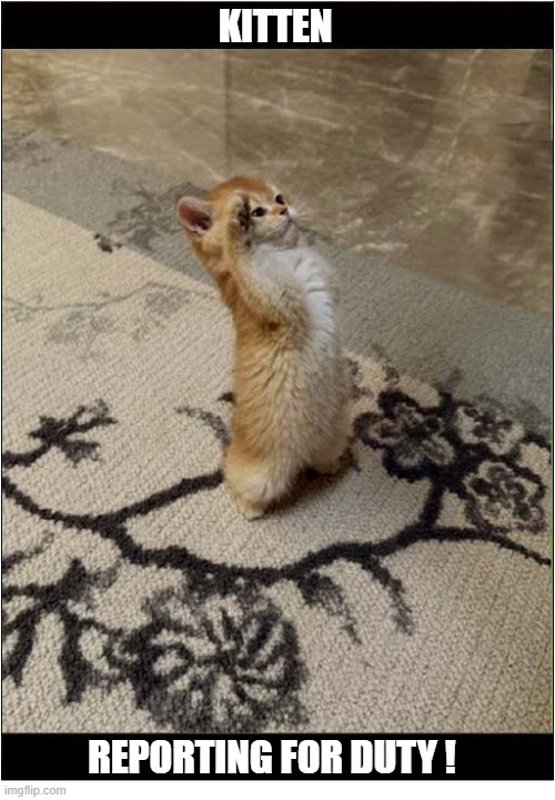 That's A Smart Salute ! | Kitten; Reporting For Duty ! | image tagged in cats,kitten,salute,duty | made w/ Imgflip meme maker
