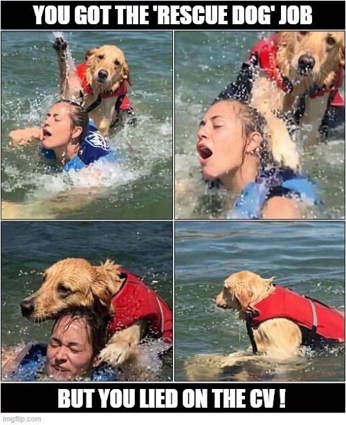 Do Not Trust This Dog ! | You Got The 'Rescue Dog' Job; but You Lied On The CV ! | image tagged in dogs,rescue,drowning | made w/ Imgflip meme maker