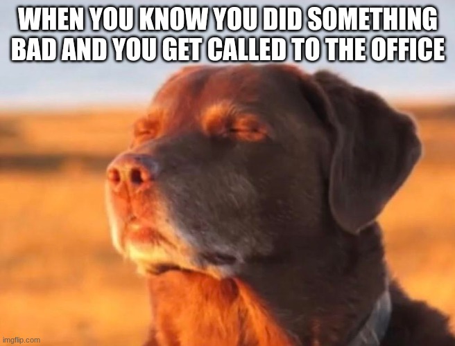 Dog accepting fate | when you know you did something bad and you get called to the office | image tagged in dog accepting fate | made w/ Imgflip meme maker