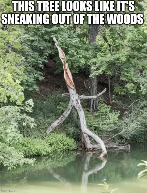 This Tree Looks Like It's Sneaking Out Of The Woods | This tree looks like it's sneaking out of the woods | image tagged in chrisjoines1 | made w/ Imgflip meme maker