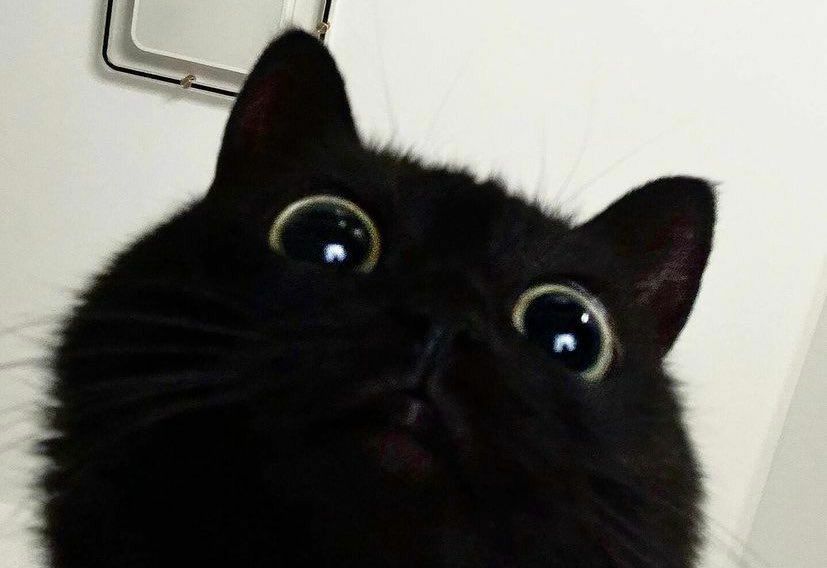 Black cat Blank Meme Template