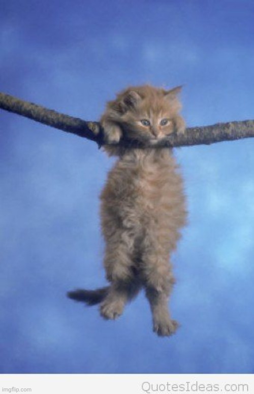 Hang in there | image tagged in hang in there | made w/ Imgflip meme maker