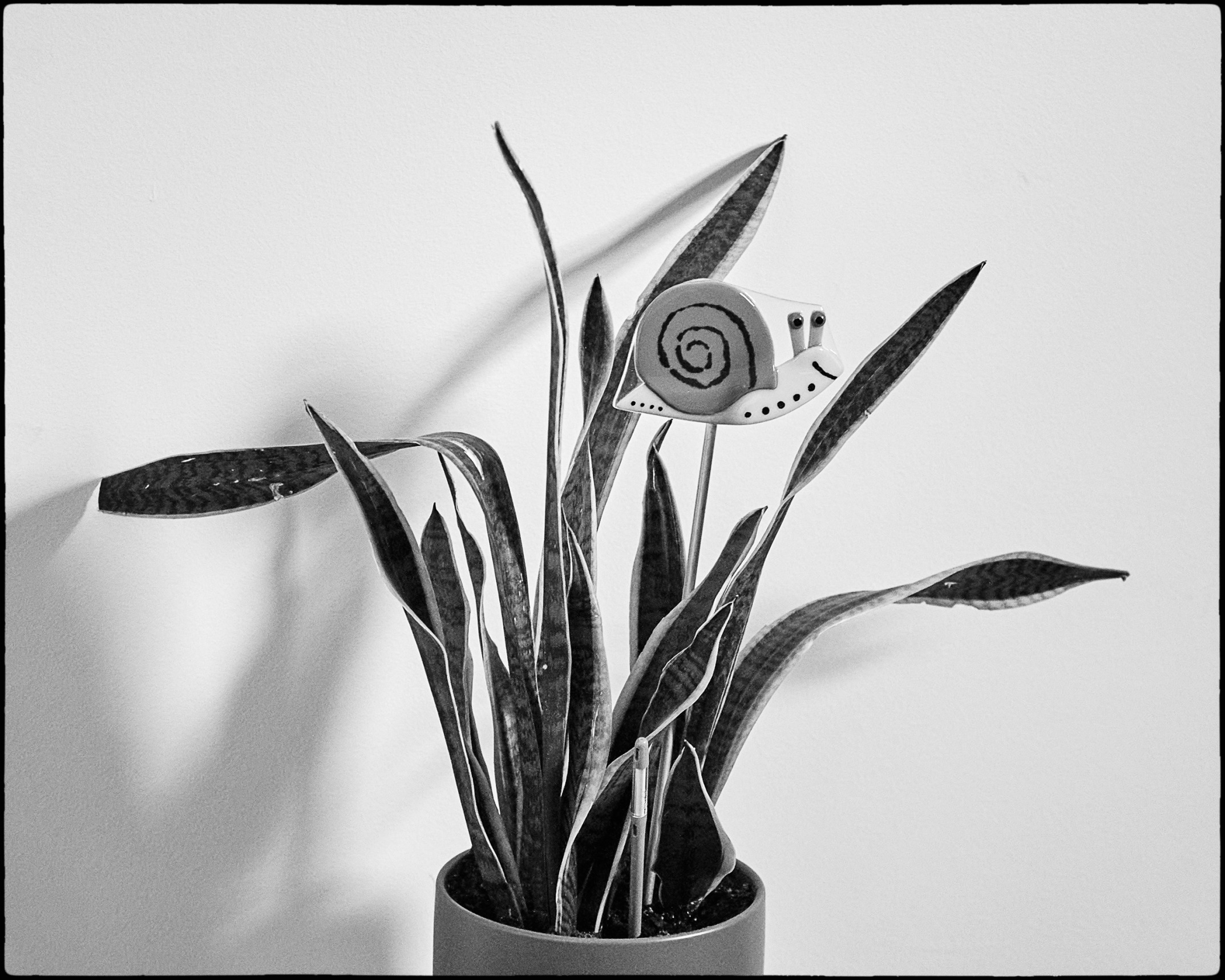 Plant A Small Mirror Image Mode Blank Meme Template