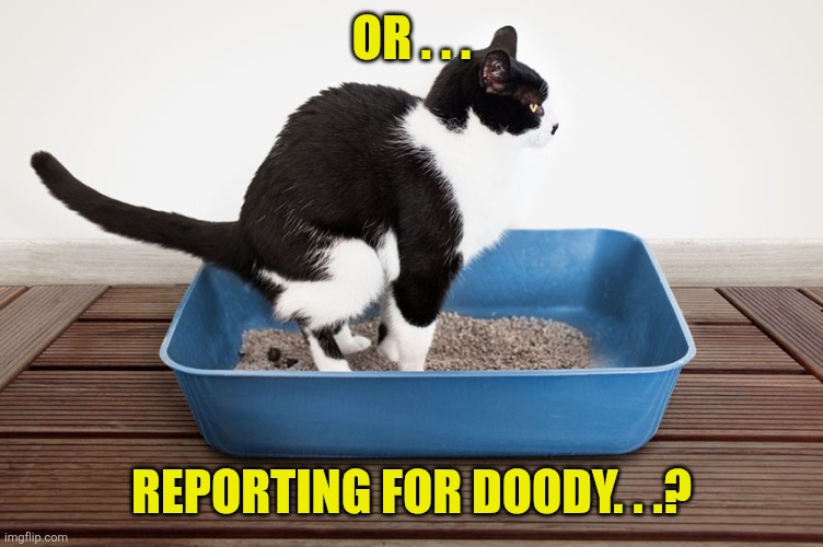 Cat litter box | Or . . . Reporting for doody. . .? | image tagged in cat litter box | made w/ Imgflip meme maker