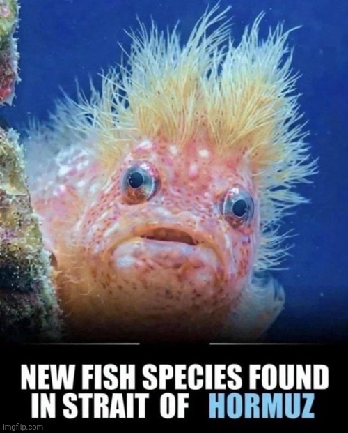 New fish species | image tagged in new fish species | made w/ Imgflip meme maker