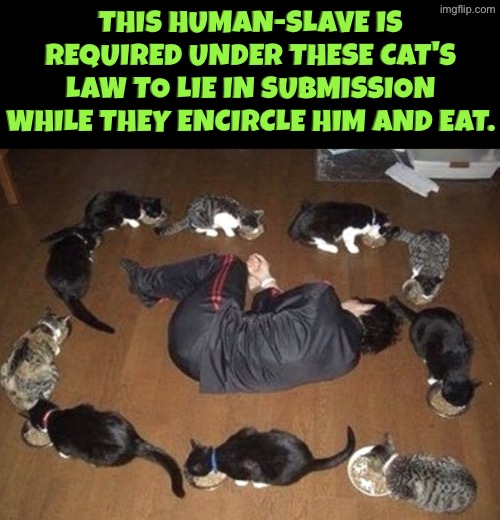 Human-slave Submitted To The Overlord Cats | This human-slave is required under these cat's law to lie in submission while they encircle him and eat. | image tagged in cat slaves,cats,slaves,evil overlord rules,submission,scumbag boss | made w/ Imgflip meme maker