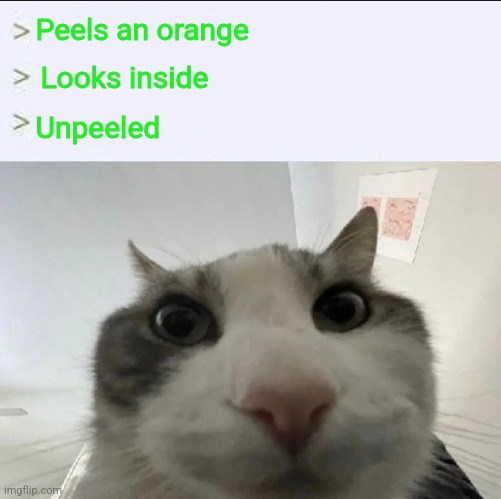Appealing oranges | Peels an orange; Looks inside; Unpeeled | image tagged in cat looks inside,orange,funny | made w/ Imgflip meme maker