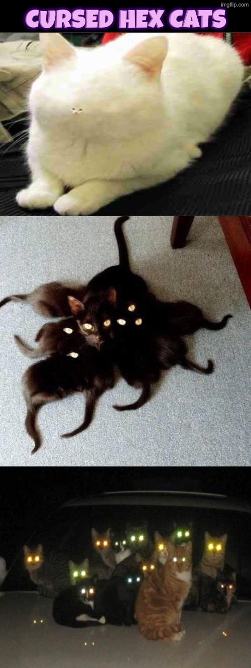 Cursed Hex Cats | Cursed Hex Cats | image tagged in cursed cats,cats,cursed images,funny cats,kill you cat,eyes | made w/ Imgflip meme maker