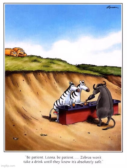 The lions try out a new tactic… | image tagged in the far side,comics,zebras,lions,drink,safe | made w/ Imgflip meme maker