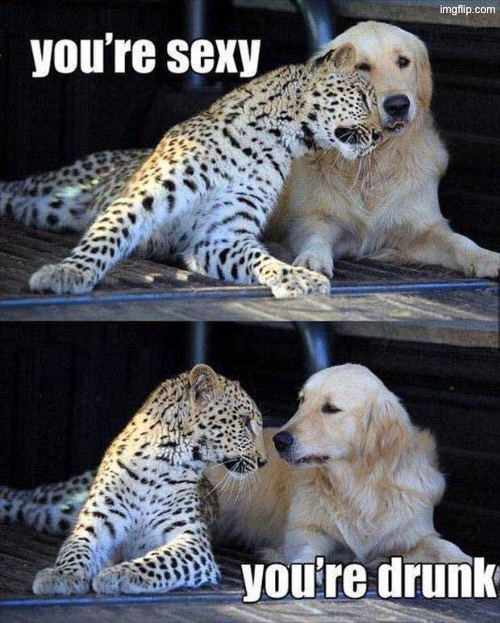 Drunk Cat Sexy Dog | image tagged in you're drunk,cats,dogs,funny cats,funny dogs,sexy | made w/ Imgflip meme maker