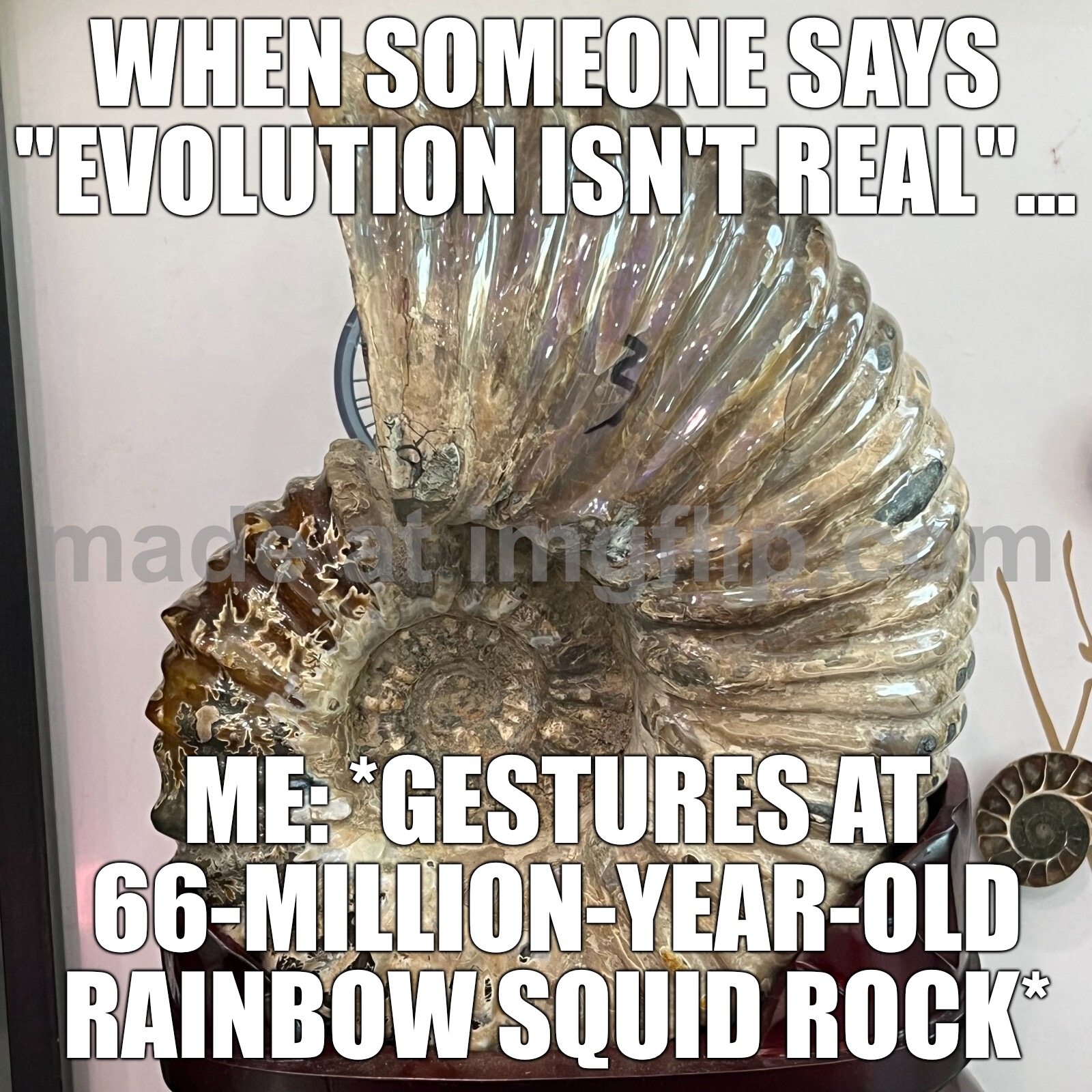 WHEN YOU FIND A 100-MILLION-YEAR-OLD FOSSIL; AND IT STILL LOOKS BETTER THAN YOUR LIFE PLANS | WHEN SOMEONE SAYS "EVOLUTION ISN'T REAL"…; ME: *GESTURES AT 66-MILLION-YEAR-OLD RAINBOW SQUID ROCK* | image tagged in madagascar natural rainbow ammonite fossil,dinosaurs,anti-religion,evolution,crystal,creationism | made w/ Imgflip meme maker