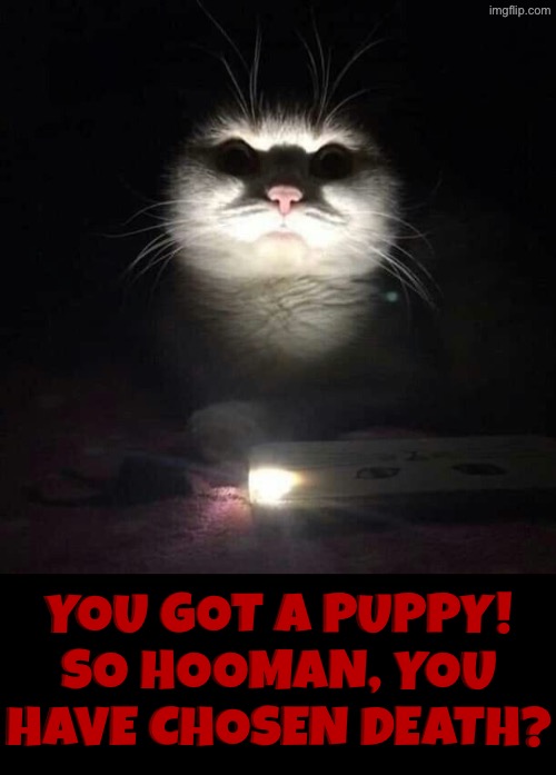 So, You Have Chosen Death? | You got a puppy! So hooman, you have chosen death? | image tagged in demon cat,cats,so you have chosen death,puppies,you have sinned child prepare to feel the sweet embrace of death | made w/ Imgflip meme maker