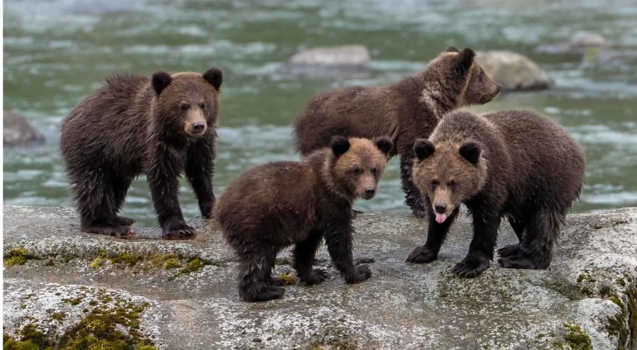 Four bears Blank Meme Template