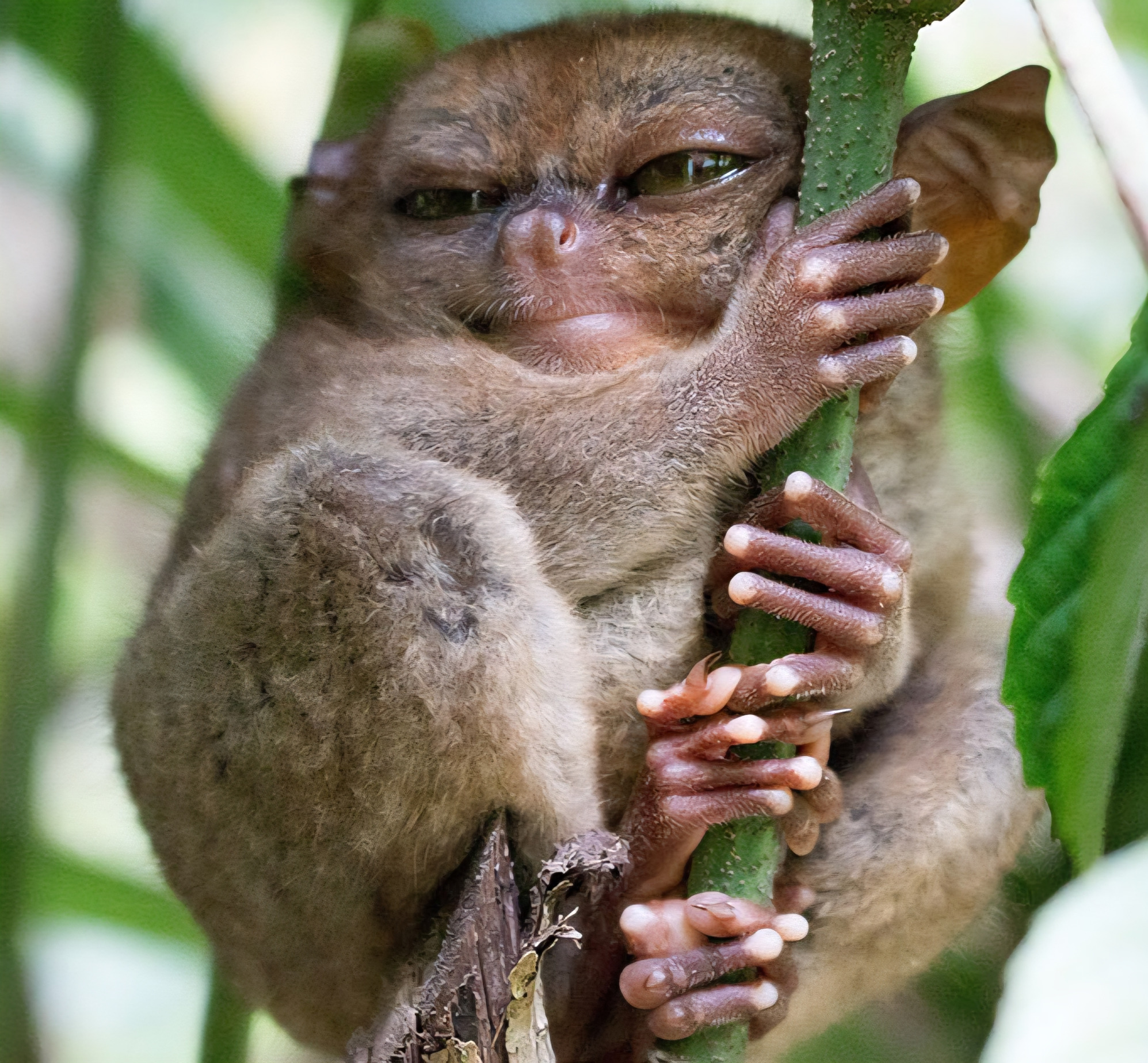 Angry monkey Blank Meme Template